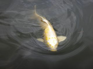 DSC00366.jpg