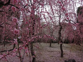 DSC00382.jpg