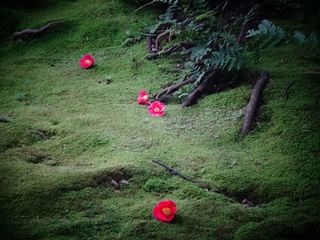 DSC00407.jpg