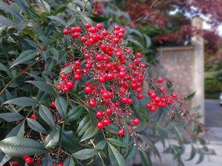 DSC01302.jpg