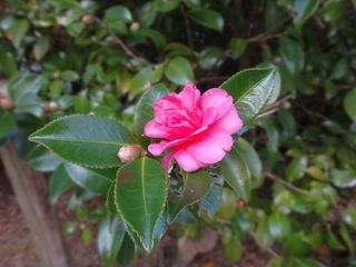 DSC01308.jpg