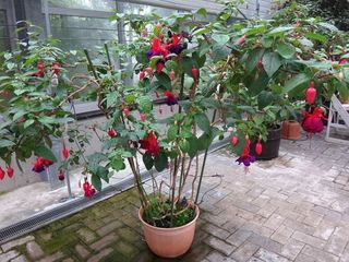 DSC02987.jpg