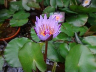 DSC02993.jpg