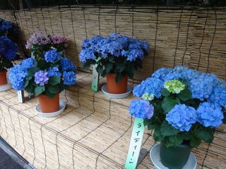 DSC03029.jpg