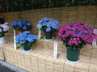 DSC03030.jpg