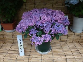 DSC03033.jpg