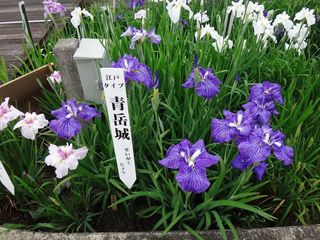 DSC03040.jpg