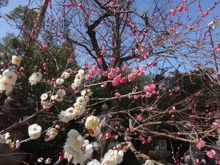 DSC09739.jpg