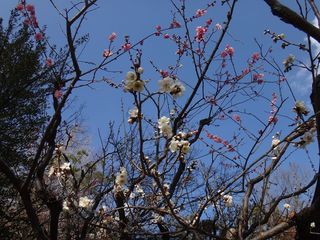 DSC09803.jpg