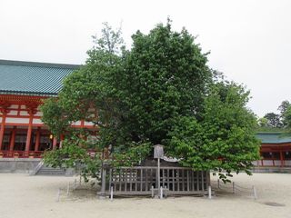 IMG_0241.jpg