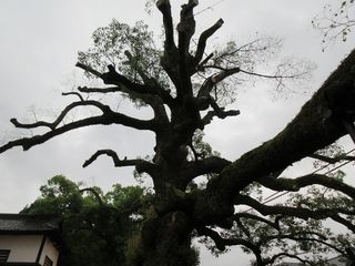 IMG_0250.jpg