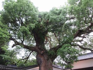 IMG_0252.jpg