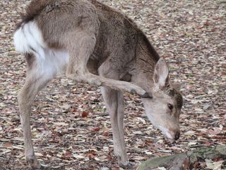 IMG_0346.jpg