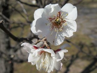 IMG_0520.jpg