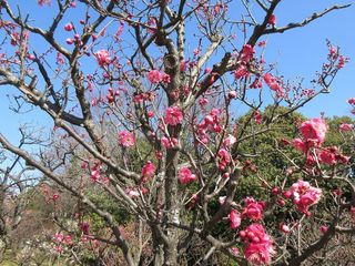 IMG_0524.jpg