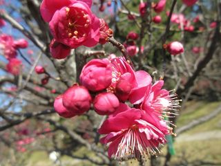 IMG_0525.jpg