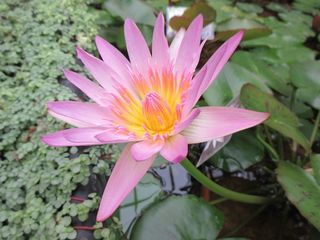 IMG_0747.jpg