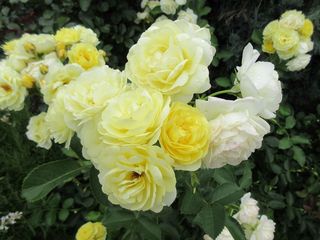 IMG_0762.jpg