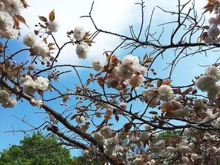 IMG_150512.jpg