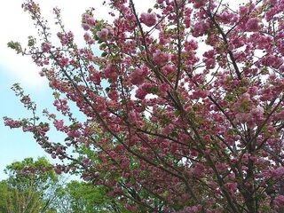 IMG_150651.jpg
