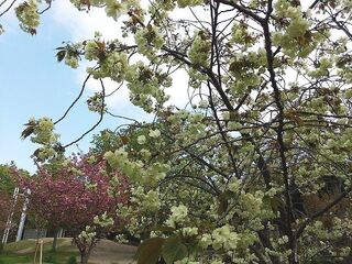 IMG_150827.jpg