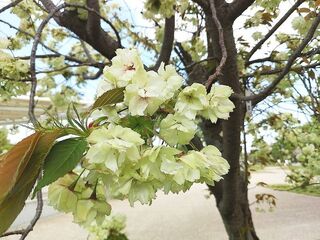 IMG_151035.jpg