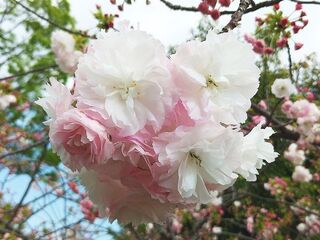 IMG_151420.jpg