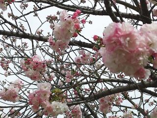 IMG_151605.jpg