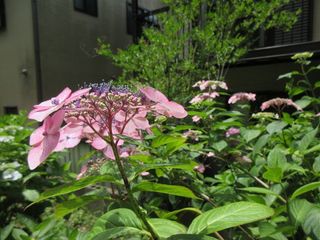 IMG_1933.jpg