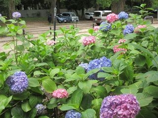 IMG_1961.jpg