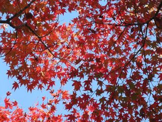 IMG_2194.jpg