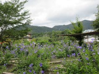 IMG_2360.jpg