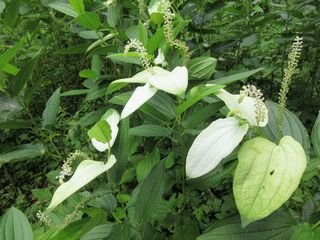 IMG_2376.jpg