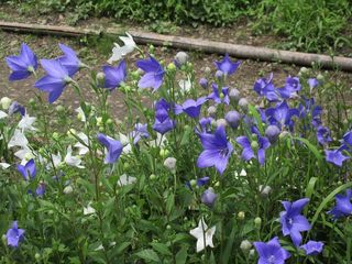 IMG_2411.jpg