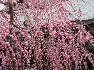 IMG_6118.jpg