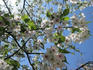 IMG_6521.jpg