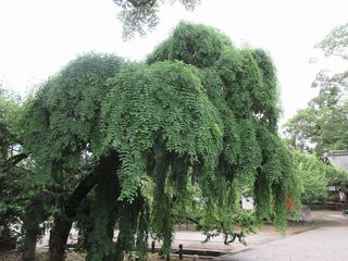 IMG_7078.jpg