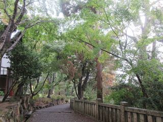 IMG_9949.jpg