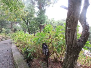 IMG_9953.jpg